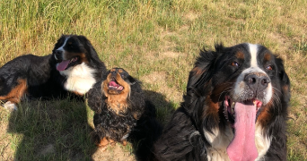 thomas pet sitter à AMIENS 80000_0