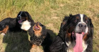 thomas pet sitter à AMIENS 80000