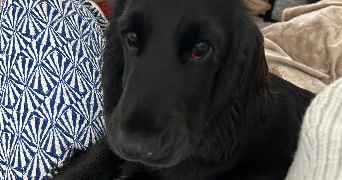 juliette pet sitter à SAUMUR 49400_5