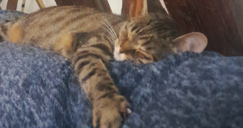 carole eve pet sitter à BARR 67140_4