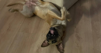 thelma pet sitter à MONTPELLIER 34000_3