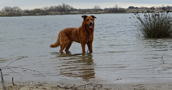 oceane pet sitter à MUS 30121_2