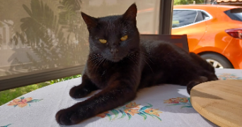 lea pet sitter à Étampes 91150_2
