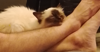 cyril pet sitter à BEAUCOUZE 49070_2