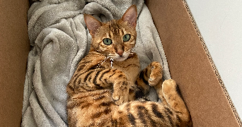 laura pet sitter à Fâches-Thumesnil 59155_6