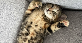 jade pet sitter à CHARPONT 28500_3