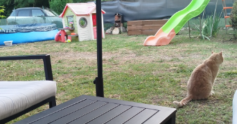 mélaine pet sitter à ST PIERRE DE BAT 33760_2