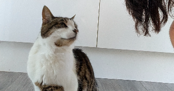 allison cat sitter à DRAGUIGNAN 83300_2