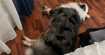 alix pet sitter à LA ROCHE SUR YON 85000_1