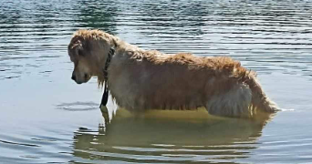 ophélie pet sitter à PONTCHARRA 38530_2