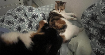 anais pet sitter à CUERS 83390_4