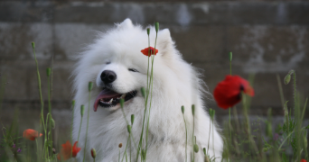 roche pet sitter à LYS LEZ LANNOY 59390_1