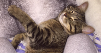 ana pet sitter à Courbevoie 92400_3