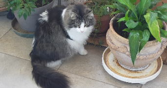 corinne pet sitter à MONTEUX 84170_6