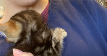 ambre pet sitter à POITIERS 86000_2