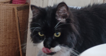 margot cat sitter à PARIS 16 75016_6