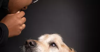 maelle pet sitter à THOMERY 77810