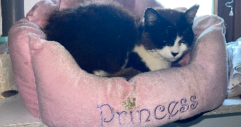 nelsa pet sitter à CERNEX 74350_5