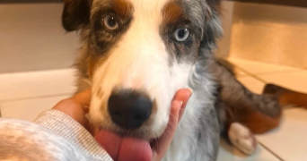 elisa pet sitter à VILLE D AVRAY 92410_2