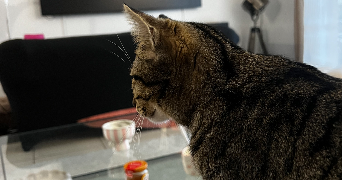 manon pet sitter à MONTIGNY LES CORMEILLES 95370_2