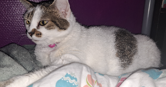 sophie pet sitter à BAYEUX 14400_1