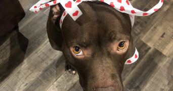 elena pet sitter à Albi 81000_5