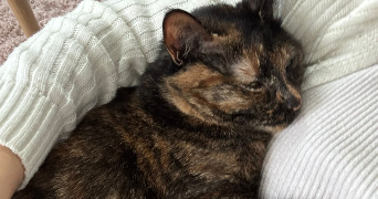 valentine pet sitter à BENFELD 67230_1