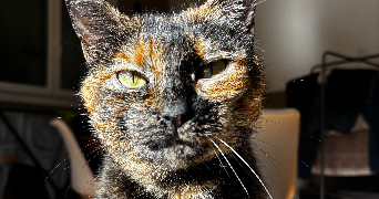 oceane pet sitter à Rocbaron 83136_3