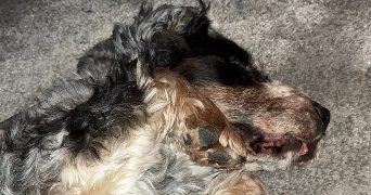 melyssa pet sitter à MONTFORT L AMAURY 78490_1