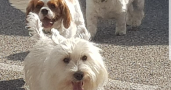alain pet sitter à PIETROSELLA 20166_5