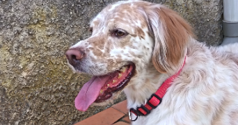 fanny pet sitter à LE LUC 83340_8