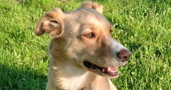 carole pet sitter à MARMANDE 47200_2
