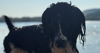 oriane pet sitter à BOURG EN BRESSE 01000_3
