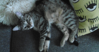 gabin pet sitter à POISSY 78300_2