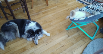 angela pet sitter à Lorient 56100_8