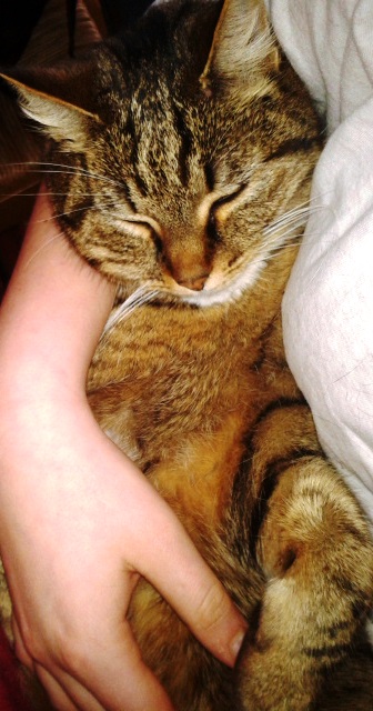 Elodie pet sitter à Pavillons-sous-Bois (Les) 93320_0