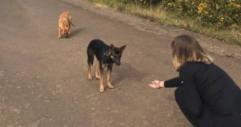 lou pet sitter à PARIS 17 75017_6