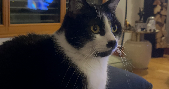 leyla pet sitter à SARRALBE 57430_4