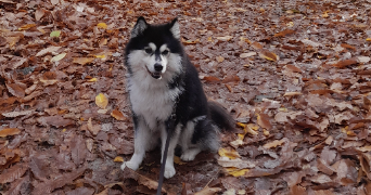 carole eve pet sitter à BARR 67140_5