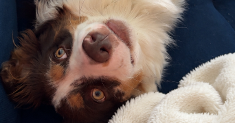 elodie pet sitter à LIMEIL BREVANNES 94450_1