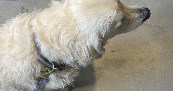 clarisse pet sitter à MARSEILLE 02 13002_4