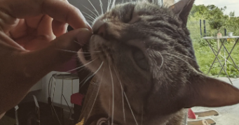 césaria pet sitter à DINARD 35800_2