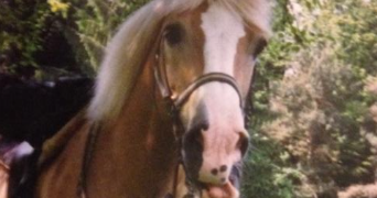 nadia pet sitter à HURTIGHEIM 67117_0