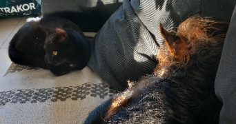 vanessa pet sitter à LAURABUC 11400_1