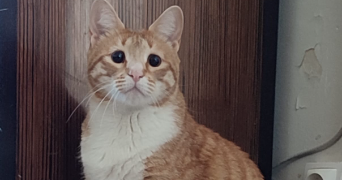 marion cat sitter à MONTBELIARD 25200_2