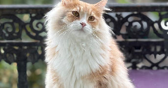 clémence pet sitter à Chamalières 63400_4