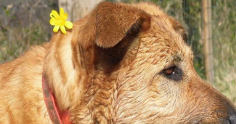 caroline pet sitter à ARAMON 30390_0