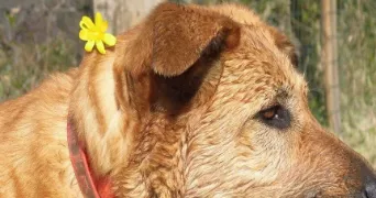 caroline pet sitter à ARAMON 30390