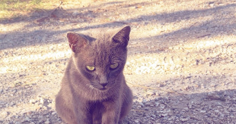 maria pet sitter à SALON DE PROVENCE 13300_1