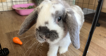 meghann pet sitter à CAMPS LA SOURCE 83170_3